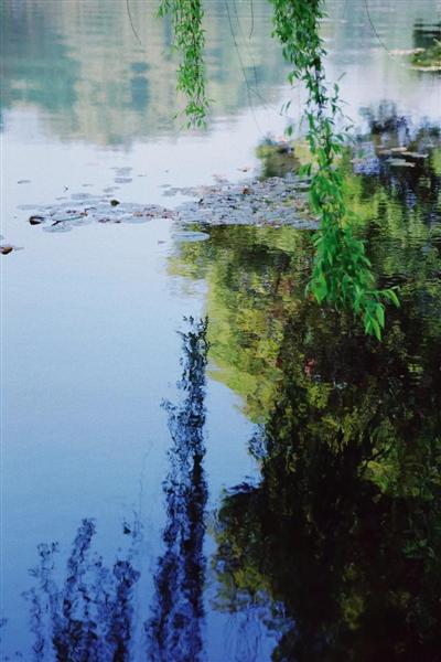 荷花再美，如果没有柳树陪衬，它恐怕也会黯然失色.jpg